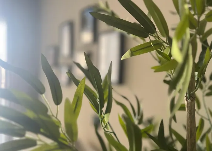 Tifi-maties Borumbot * Κάλπε